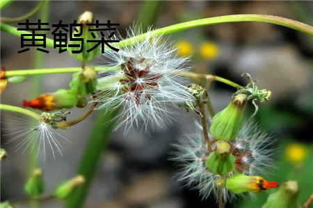 黄鹌菜 黄鹌菜