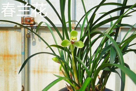 春兰
