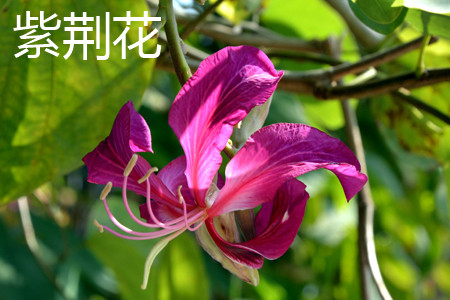 紫荆花 紫荆花