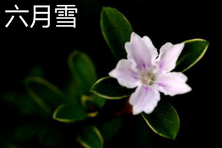 六月雪花朵 六月雪花朵
