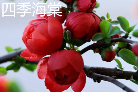 四季海棠 四季海棠