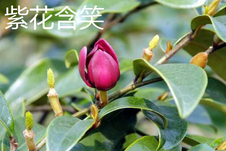 紫花含笑 紫花含笑