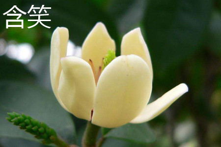 含笑 含笑