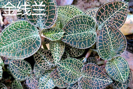 金线兰 金线兰