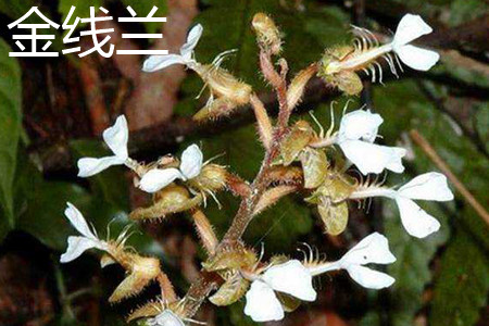 金线兰 金线兰