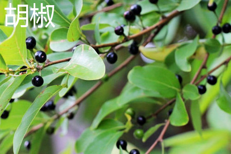 胡椒叶子.jpg 胡椒叶子.jpg