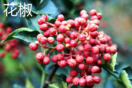 花椒.jpg 花椒.jpg