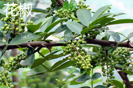 花椒.jpg 花椒.jpg