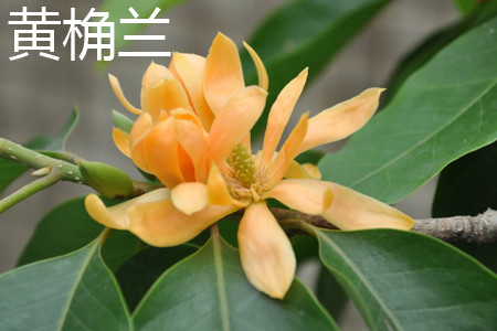黄桷兰 黄桷兰