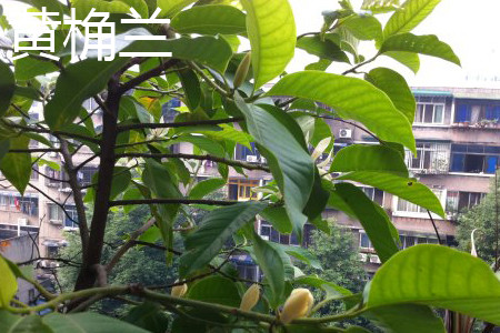 黄桷兰 黄桷兰