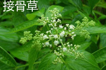 接骨草花.jpg 接骨草花.jpg