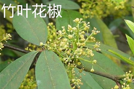 竹叶花椒 竹叶花椒