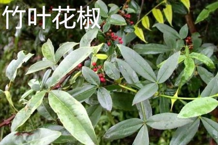 竹叶花椒 竹叶花椒