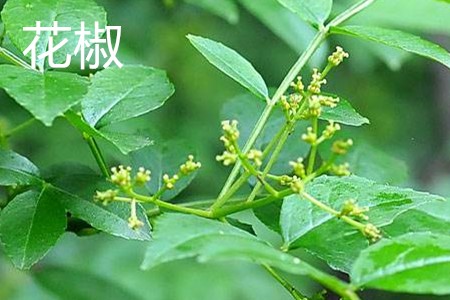 花椒 花椒