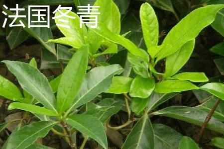 法国冬青 法国冬青