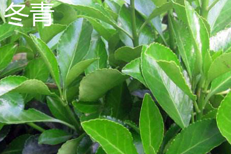 冬青 冬青
