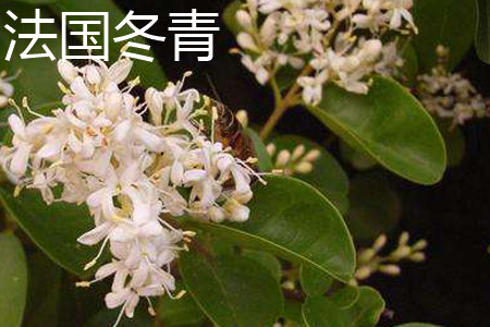 法国冬青 法国冬青