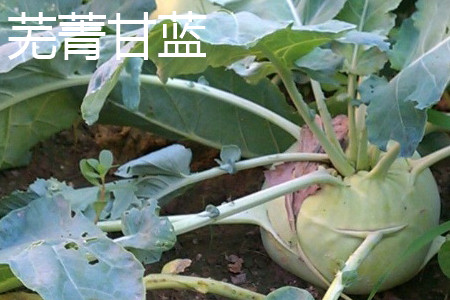 芜菁甘蓝 芜菁甘蓝