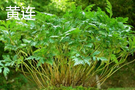 黄连的根茎 黄连的根茎