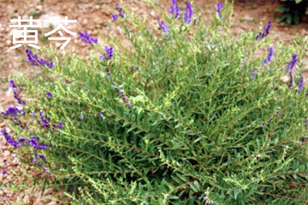 黄岑根茎 黄岑根茎