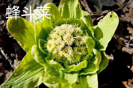 蜂斗菜 蜂斗菜