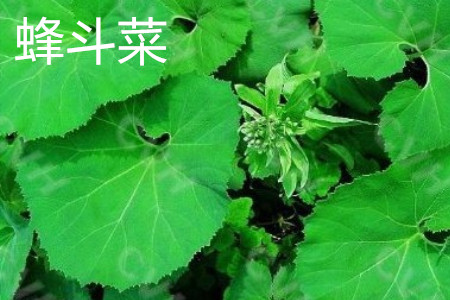 蜂斗菜 蜂斗菜