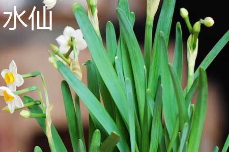 水仙 水仙
