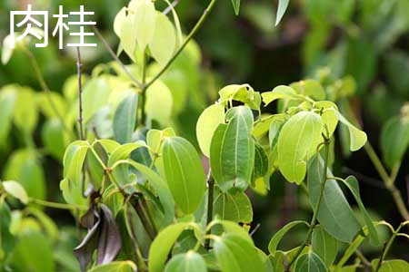 肉桂 肉桂