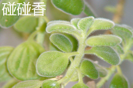碰碰香 碰碰香