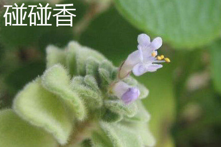 碰碰香 碰碰香