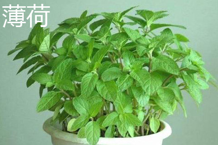 薄荷 薄荷