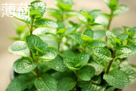 薄荷 薄荷