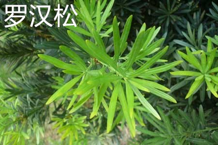 罗汉松2.jpg 罗汉松2.jpg