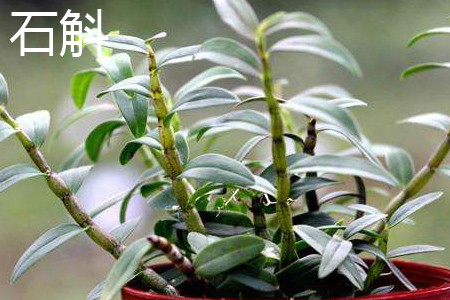 石斛 石斛