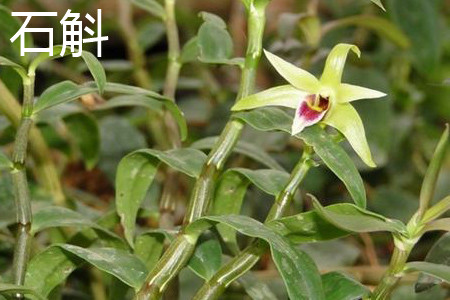 石斛 石斛