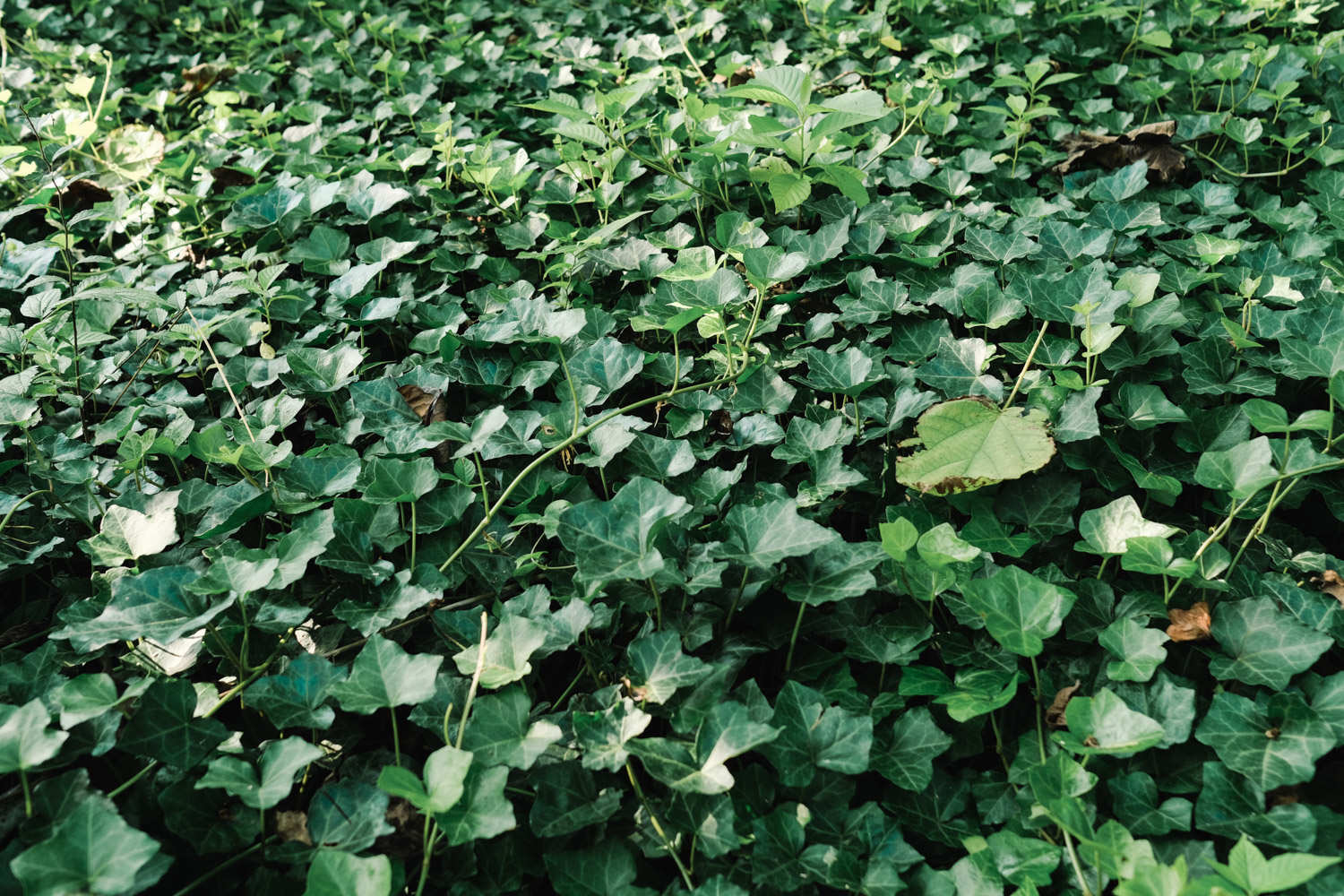 常春藤常见品种