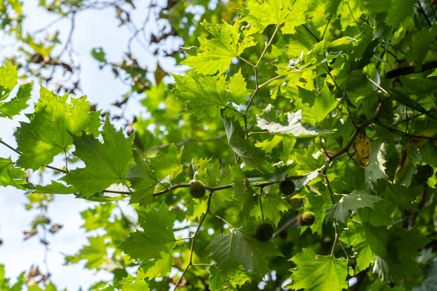 什么树苗长得快又值钱