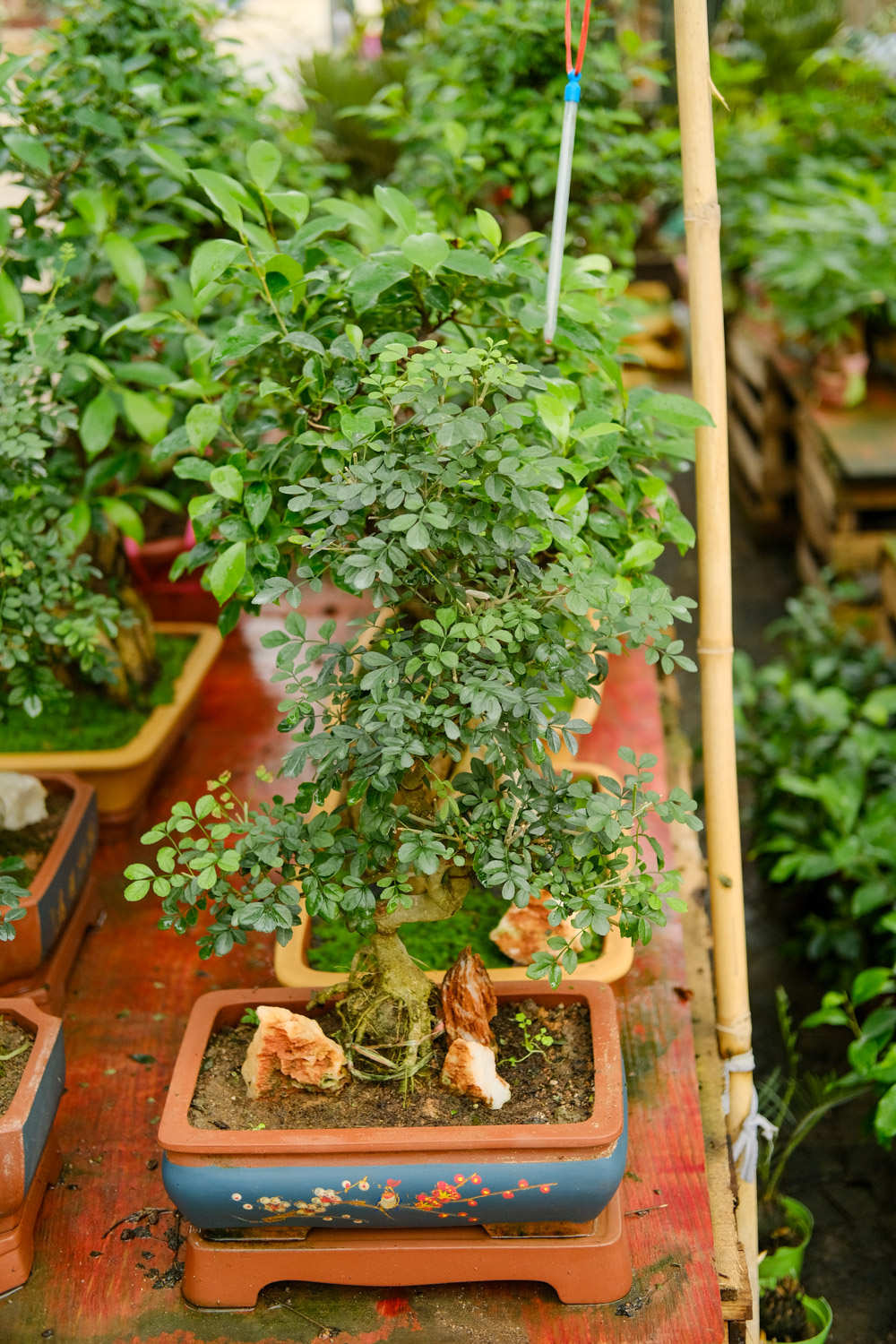 树脂花盆养花好吗