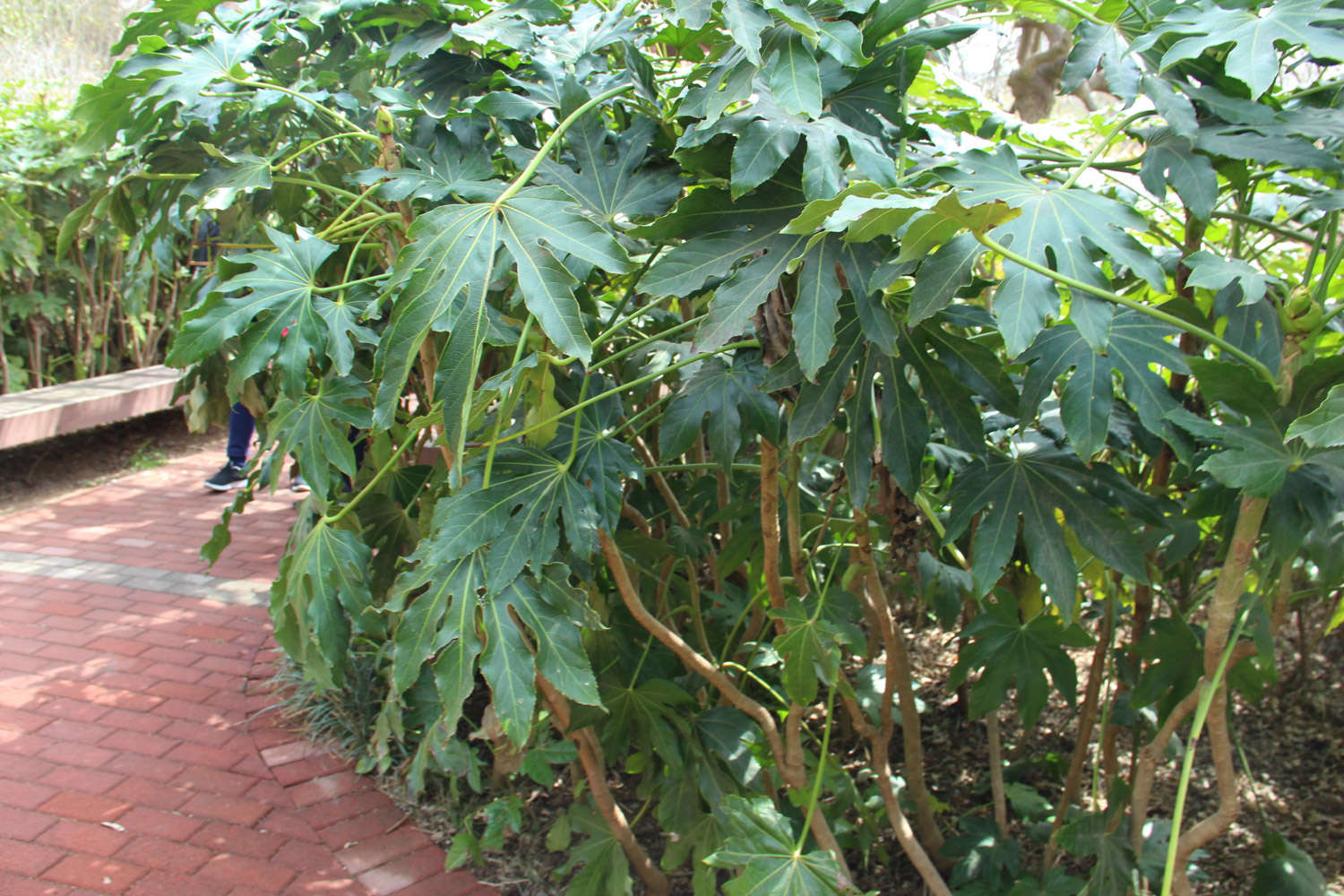 八角金盘开花吗