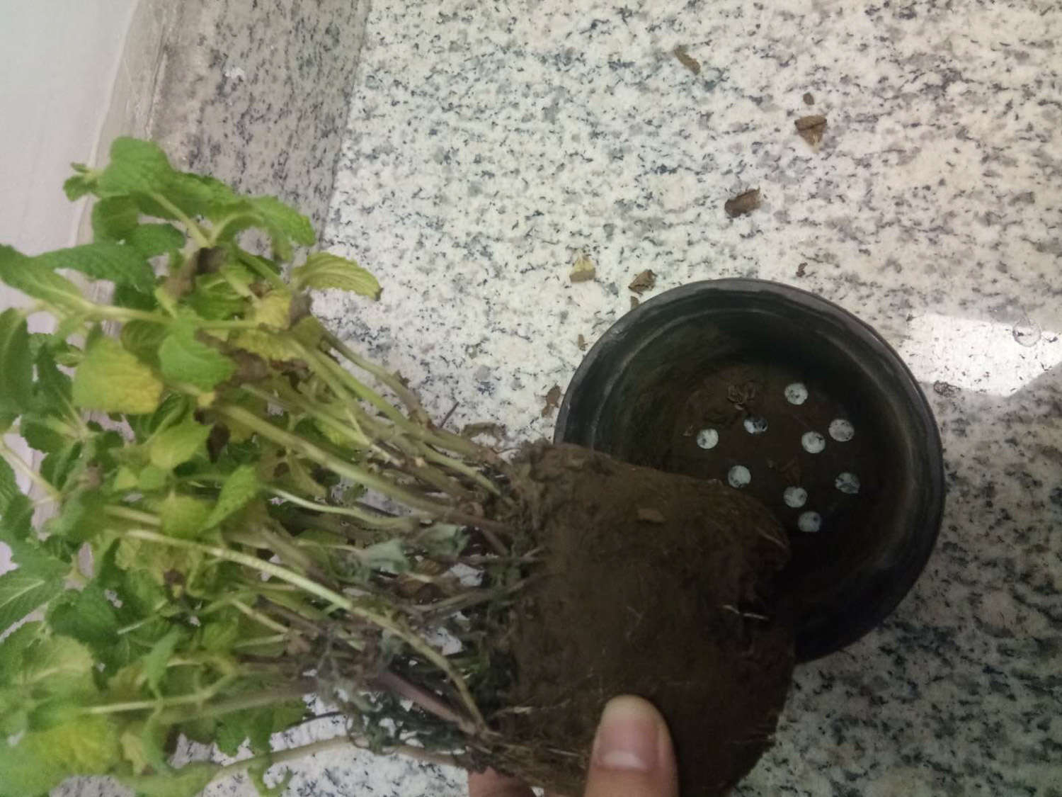 薄荷的繁殖方法