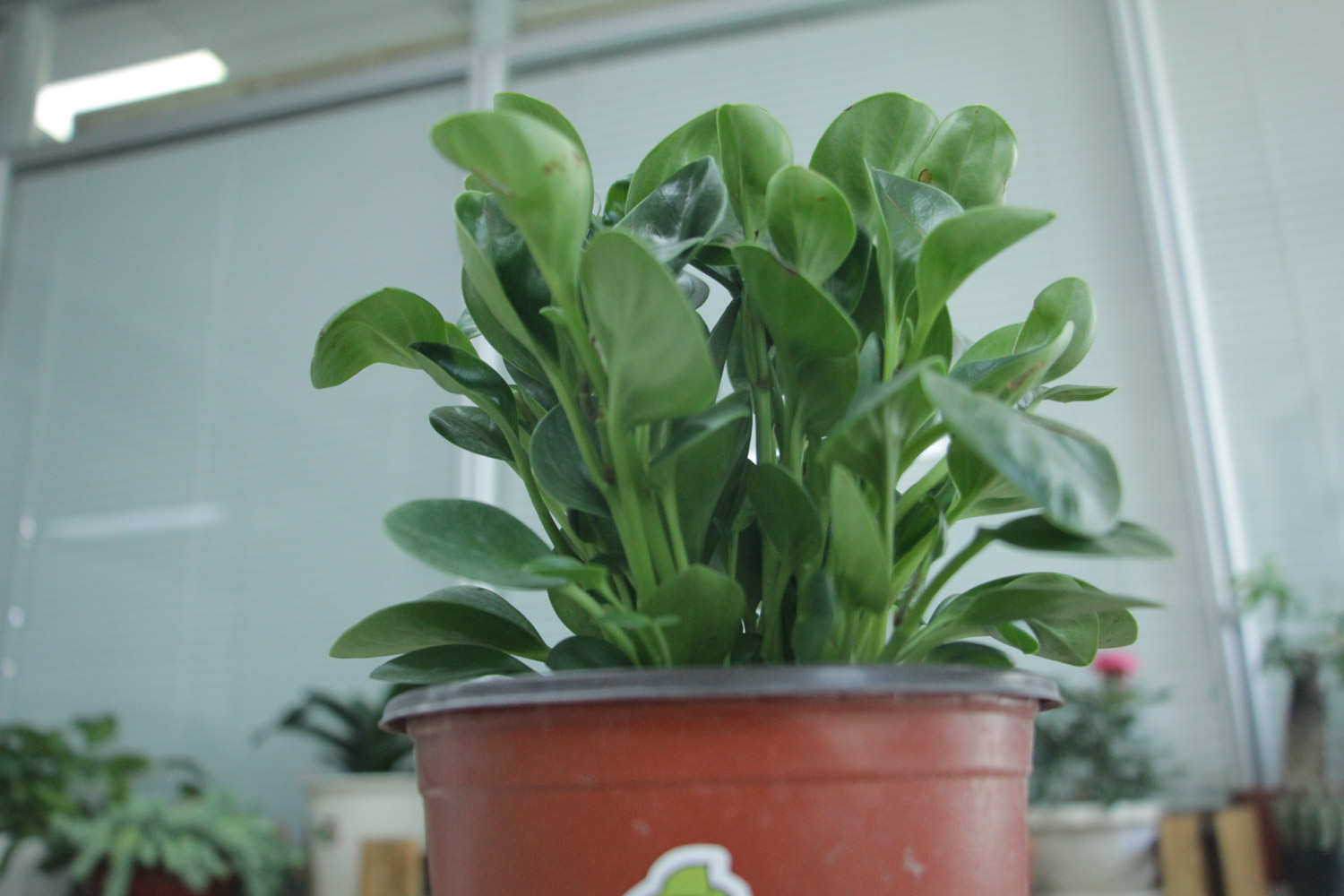 豆瓣绿常见品种