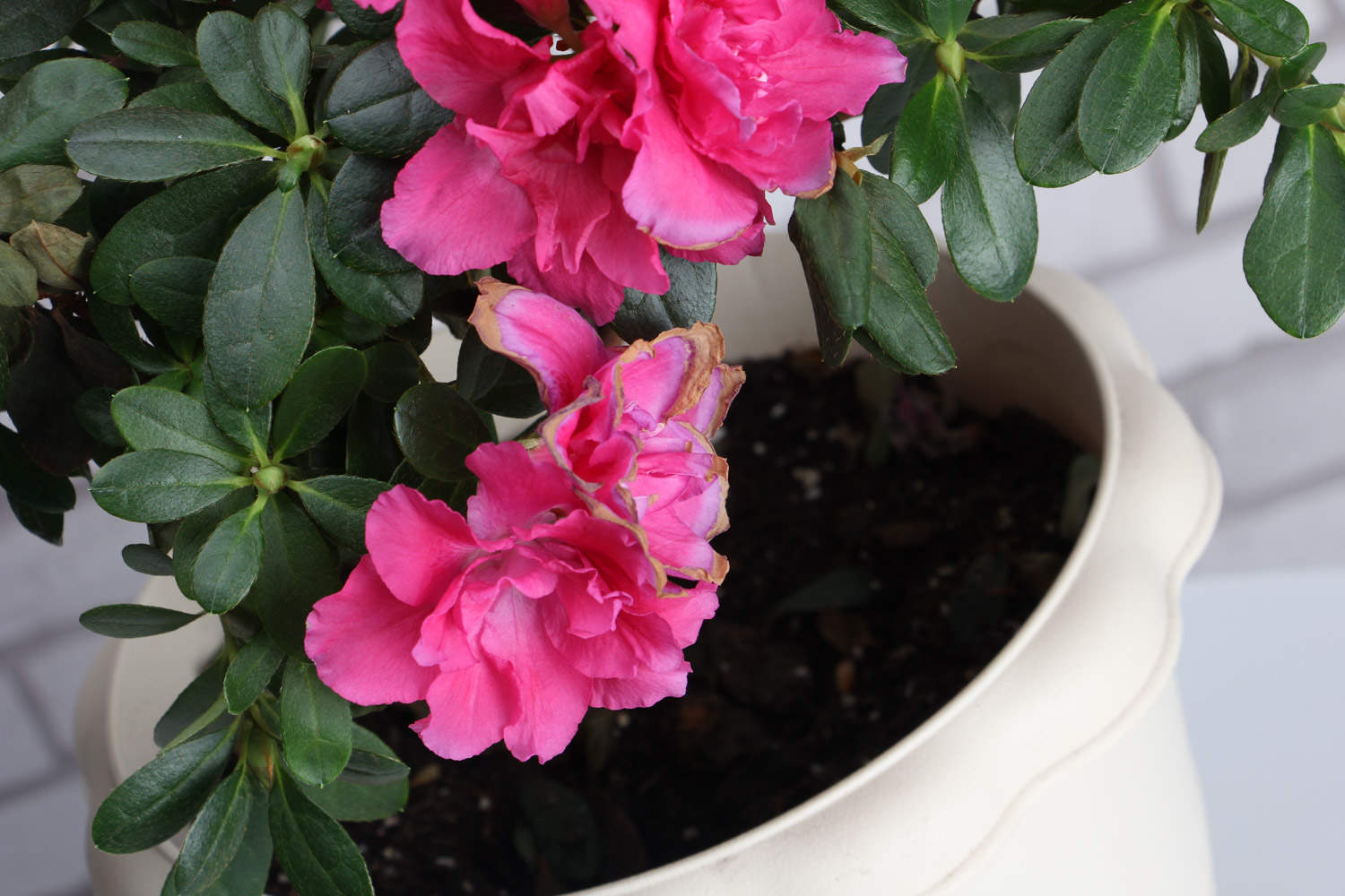 杜鹃花有哪些常见品种