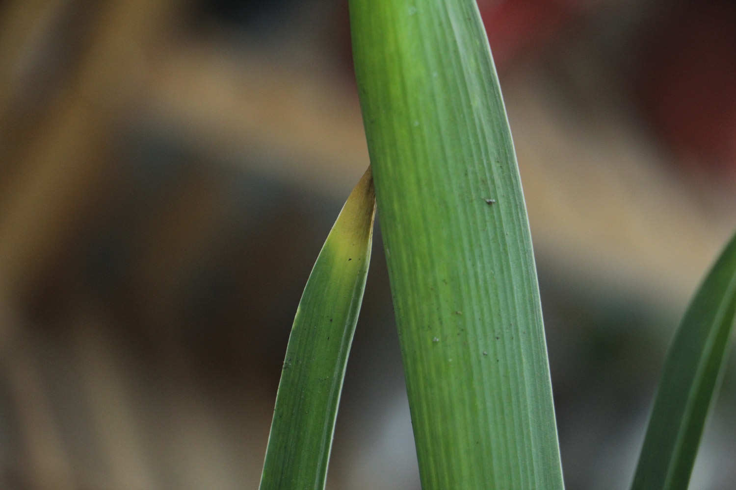 风信子繁殖方法有哪些，风信子好繁殖吗