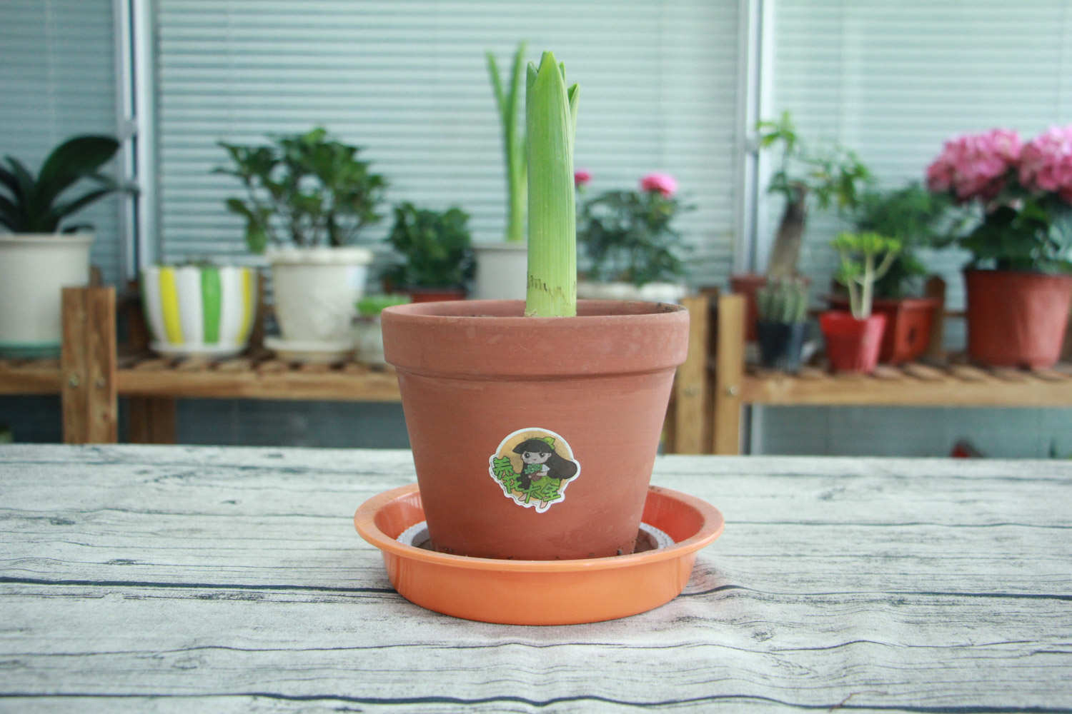 风信子种植后当年能开花吗，风信子开花后还能活吗