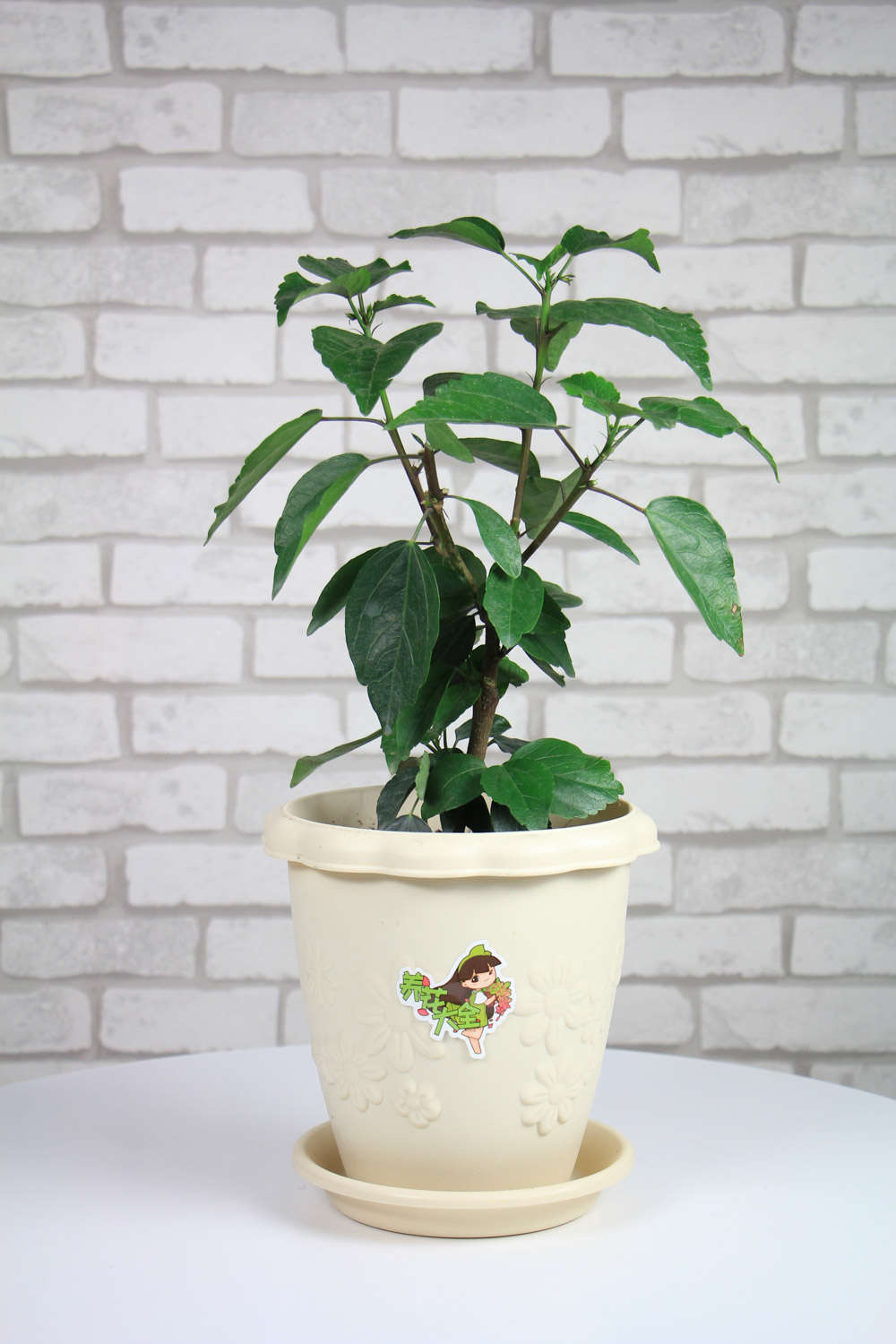 扶桑什么时候开花