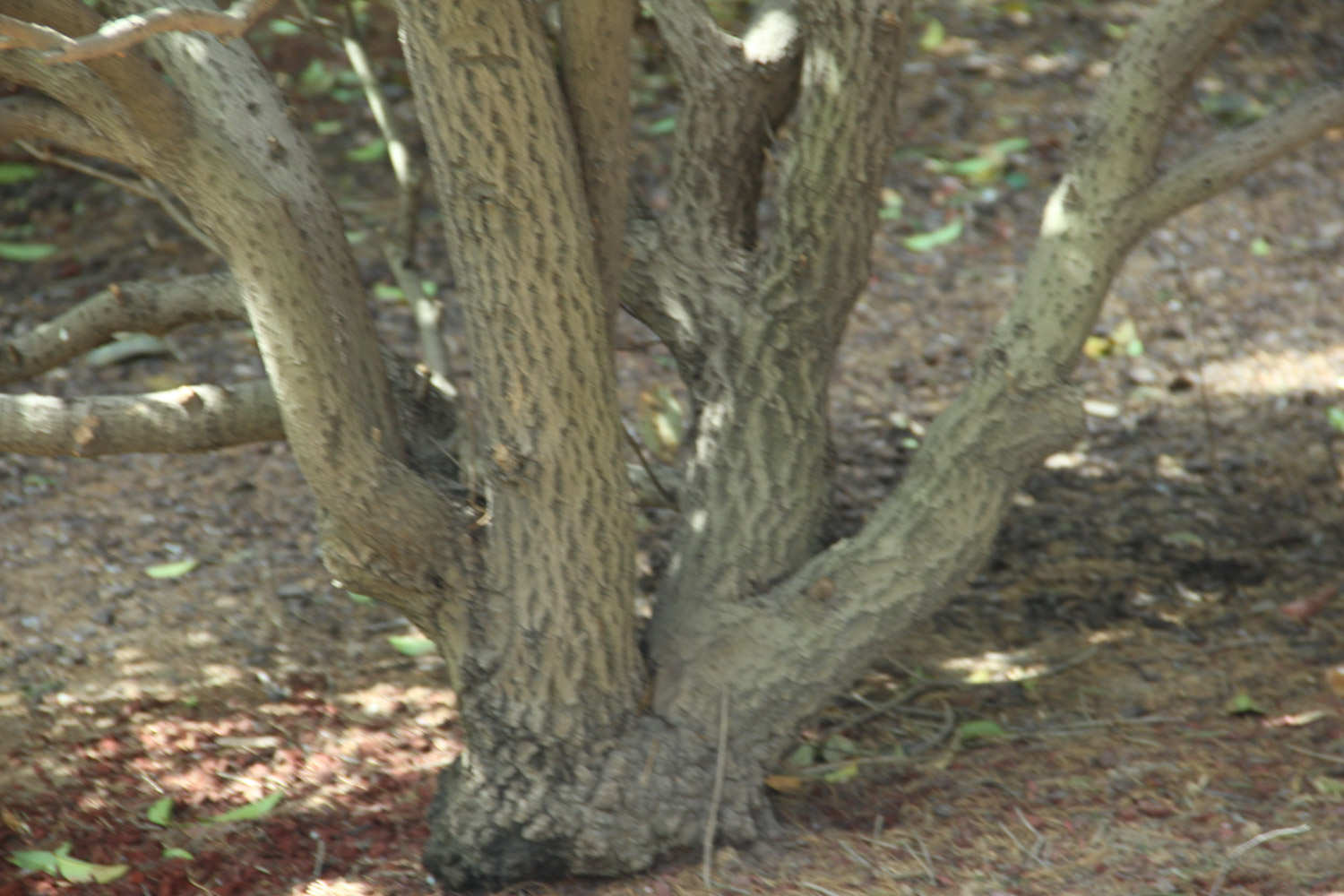 桂花树市场价，桂花树图片