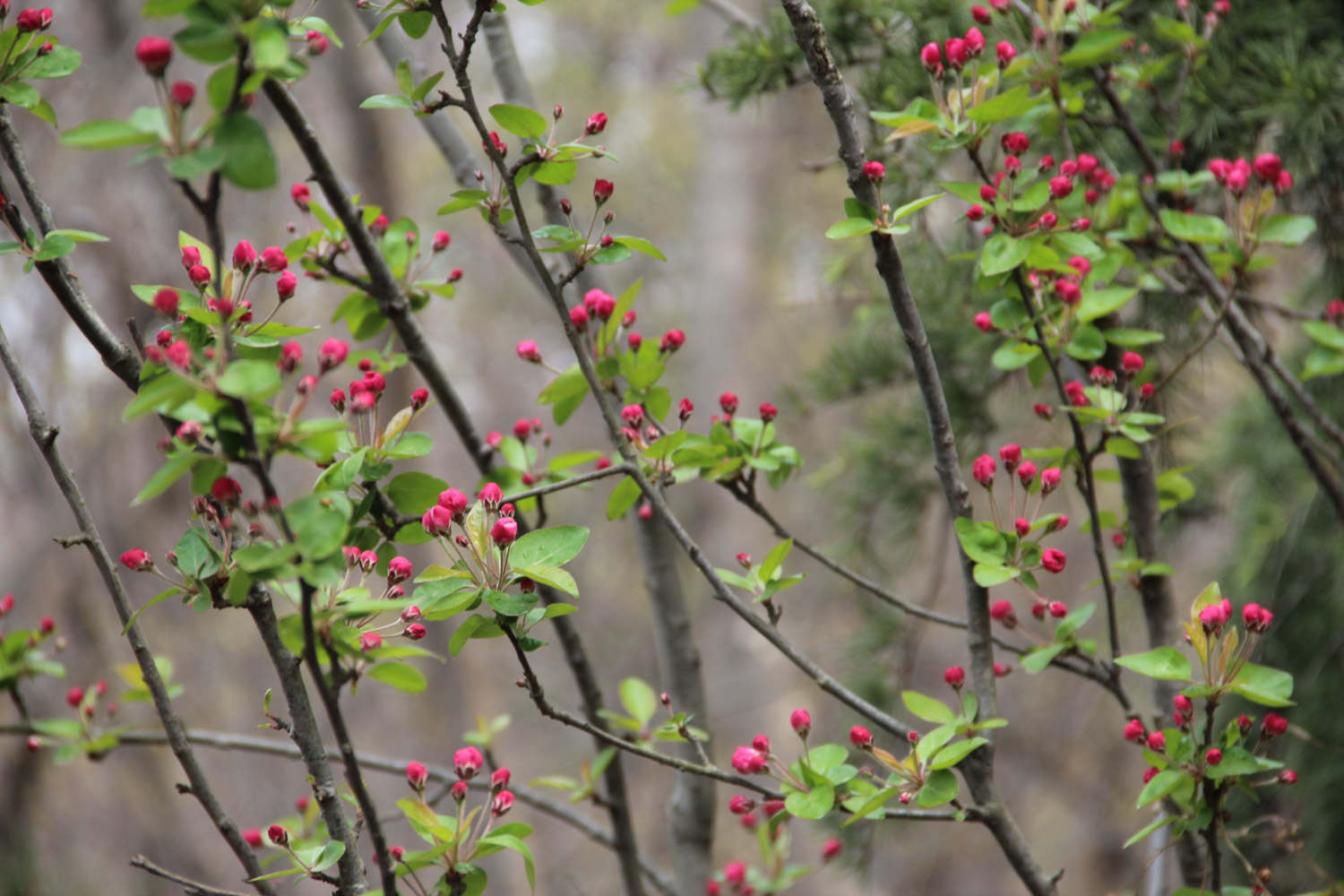盆栽海棠花的养殖方法