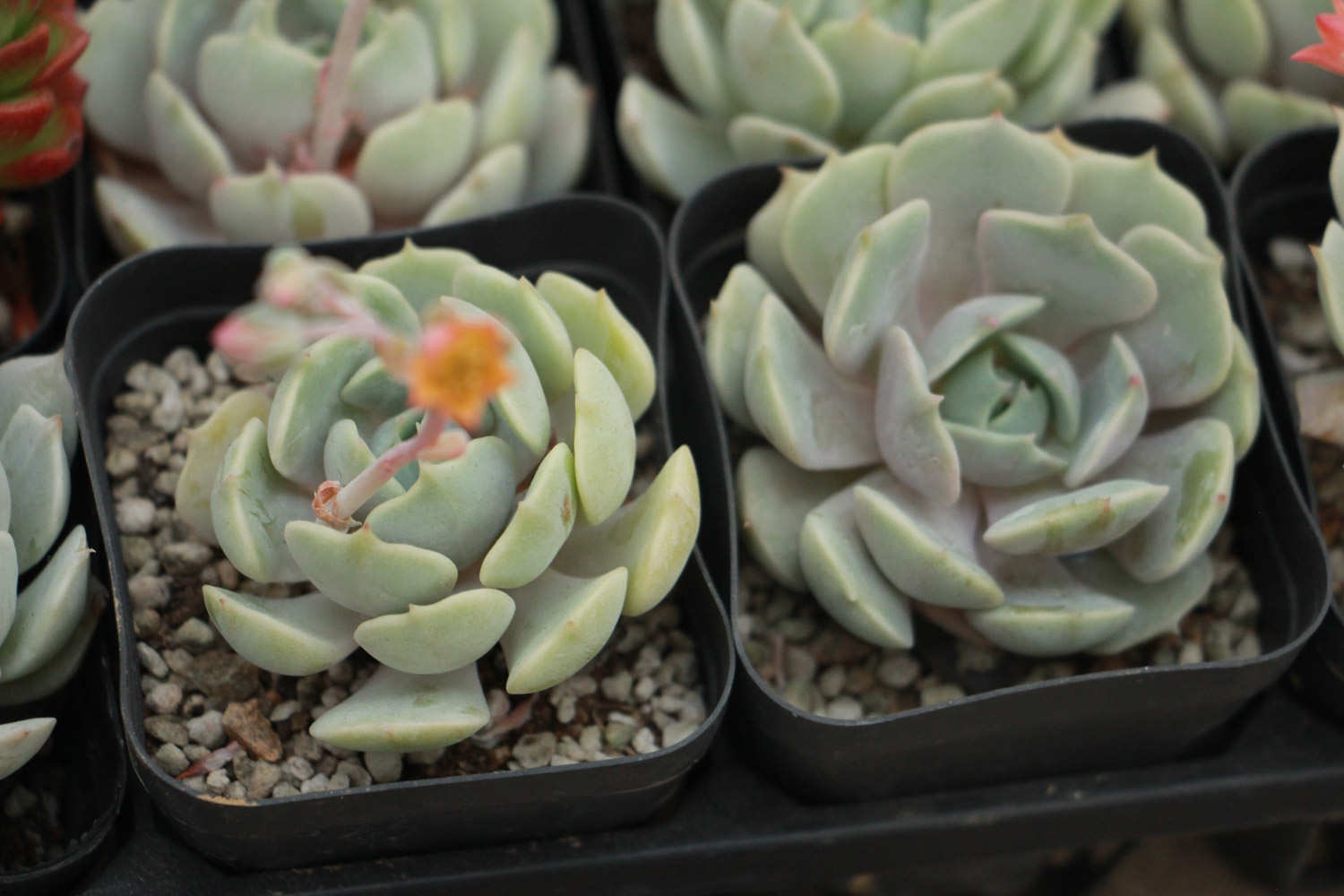 吉娃莲开花了 !