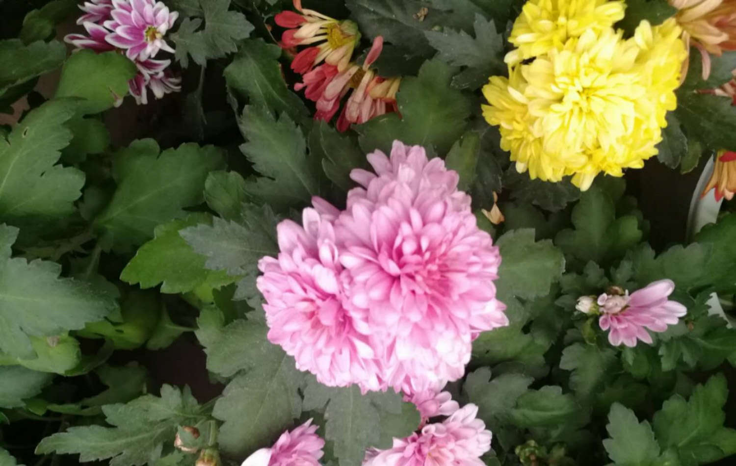 菊花的繁殖方法