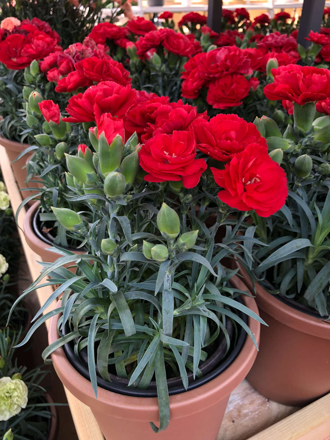 康乃馨干花制作方法